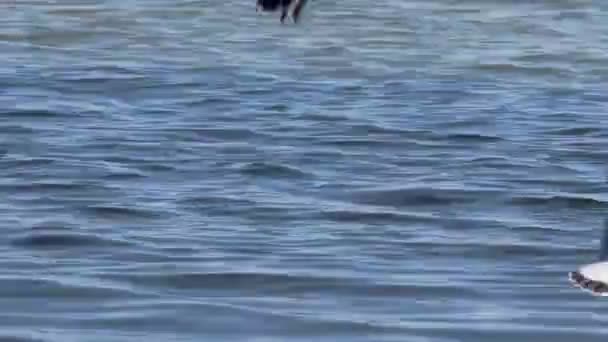 Close Few Gulls Swimming Flying Sea — Stock Video