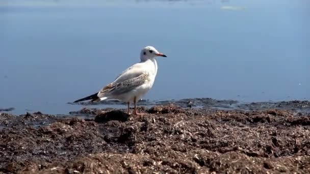 Close Een Een Slender Billed Gull Chroicocephalus Genei Het Zee — Stockvideo