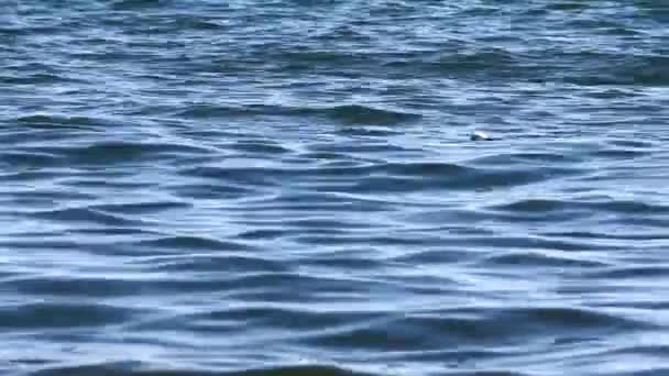Κοντινό Κομμάτι Ενός Γλάρος Που Κολυμπάει Στη Θάλασσα — Αρχείο Βίντεο