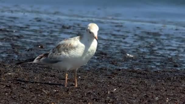 几个海鸥在海边寻找食物 — 图库视频影像