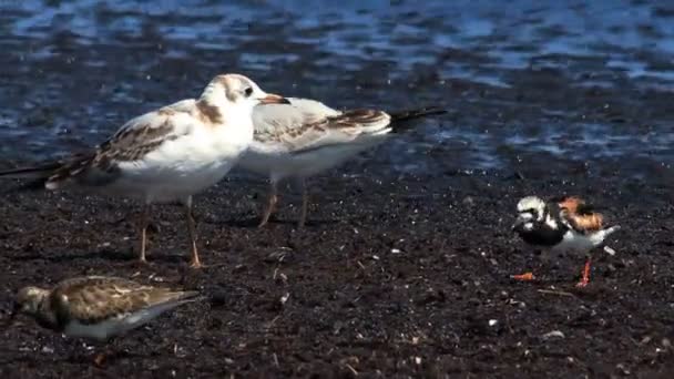 Few Seagulls Looking Food Sea — стоковое видео