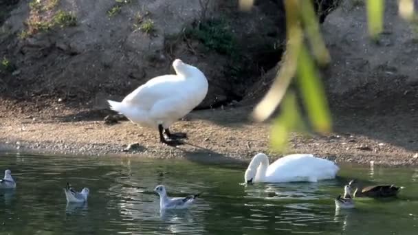 Preening White Swans Morning Pond — Stock Video