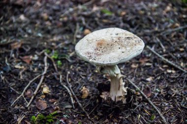 büyük bir mashroom