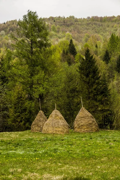 Drie hooibergen in de buurt van het bos — Stockfoto