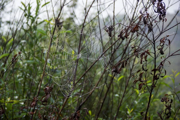 Reggeli harmat a pók hálójában — Stock Fotó