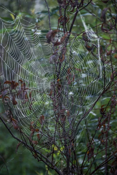 Rocío de la mañana en una tela de araña —  Fotos de Stock