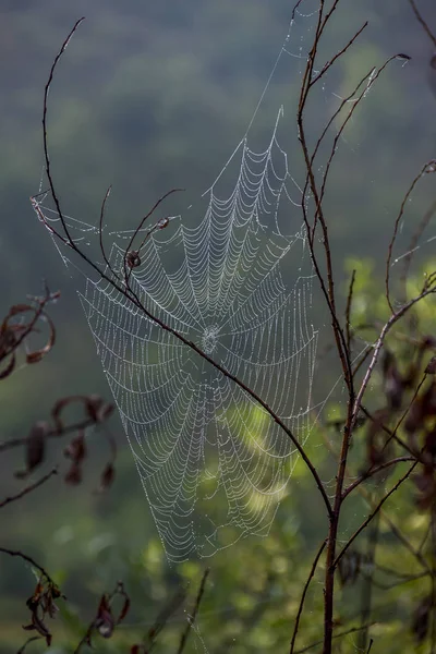 Morning Dew sur une toile d'araignée — Photo