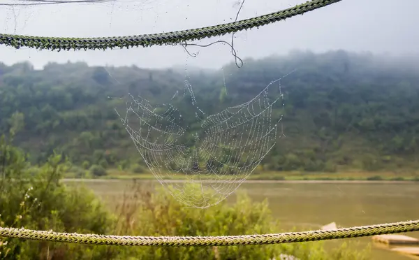 Ranna rosa na pająka — Zdjęcie stockowe