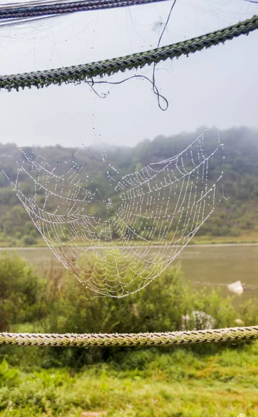 Morning Dew sur une toile d'araignée — Photo