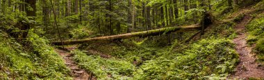 Spruce Ormanı 'nda devrilmiş bir ağaç, ulusal park Skolivski beskidy, Batı Ukrayna' nın Lviv bölgesi