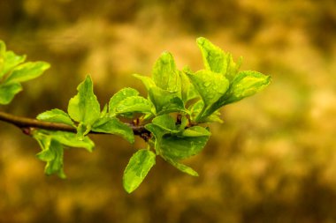 Ağaç dalında genç ve ıslak bir yaprağın yakın çekimi