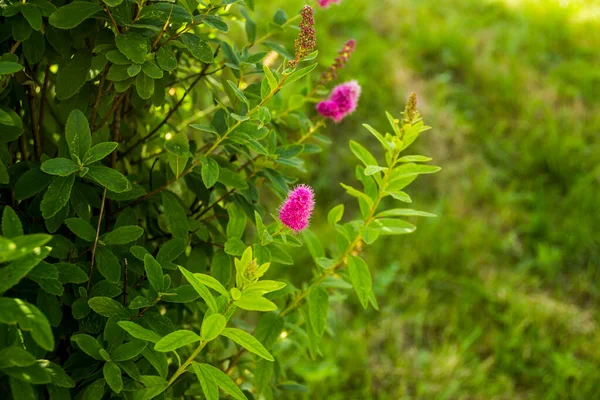 Nahaufnahme Eines Blühenden Busches Aus Rosenspirea Spiraea Douglasii — Stockfoto
