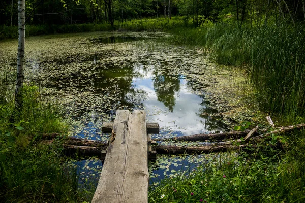 Primer Plano Del Pequeño Estanque Con Muelle Bosque — Foto de Stock