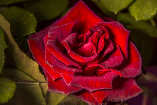 Közeli Kép Egy Fej Virágzó Vörös Rózsa Virág — Stock Fotó