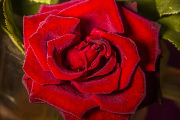 Крупным Планом Головы Цветущего Красного Цветка Розы — стоковое фото