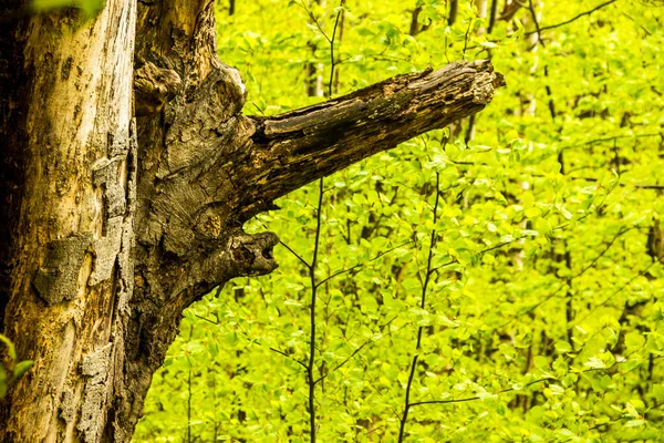 森の中にあるブナの古木の大きな枝の近くに — ストック写真