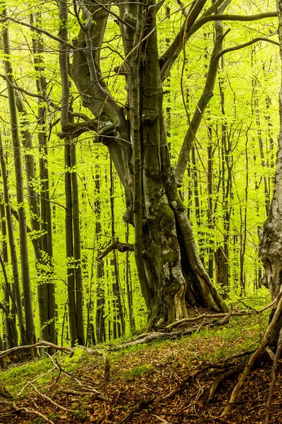 在绿色的夏喀尔巴阡山森林里一棵扭曲的大山毛榉树 — 图库照片