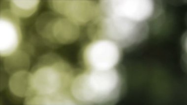 Doğal yeşil ormanın odaklanmamış ışıklarına sahip soyut bir arka plan.