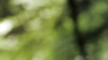 Doğal yeşil ormanın odaklanmamış ışıklarına sahip soyut bir arka plan.