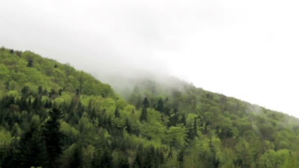 カルパティア山脈の霧深い朝の森の風景 国立公園Skolivskiベスキディ ウクライナ西部のリヴィウ地域 — ストック動画