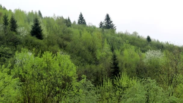 Paisaje Nebulosa Selva Matutina Las Montañas Los Carpatos Parque Nacional — Vídeos de Stock