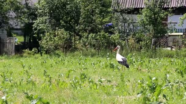 White Stork Walks Backyard Ukrainian Village — Stock Video