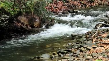 Batı Ukrayna 'nın Lviv bölgesinde, ulusal park Skolivski beskidy, ormandaki küçük ve hızlı bir nehre yakın.