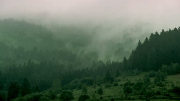 カルパティア山脈のスプルースの森の風景 国立公園Skolivski Bestkiy ウクライナ西部のリヴィウ地域 — ストック動画