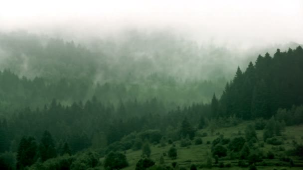 Paysage Forêt Épinettes Dans Les Montagnes Des Carpates Parc National — Video