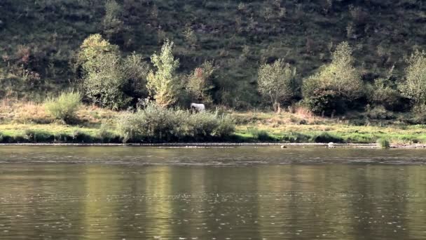 Panoramiczny Widok Rzekę Dniestr Pobliżu Miejscowości Pechorna Narodowy Park Przyrody — Wideo stockowe