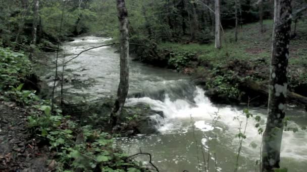 Close Van Een Kleine Snelle Rivier Het Bos Nationaal Park — Stockvideo