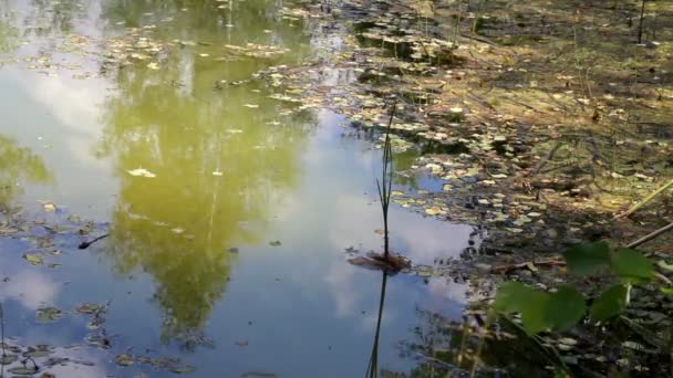 Primo Piano Piccolo Stagno Nella Foresta Libellula Sotto Superficie Dell — Video Stock