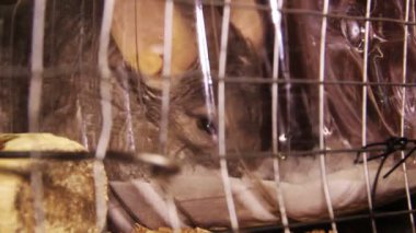 Kumda kendini temizleyen gri çinçillanın yakın çekimi.