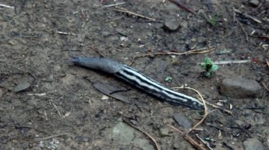 Yoldaki büyük çizgili sümüklüböceğin yakın çekimi.