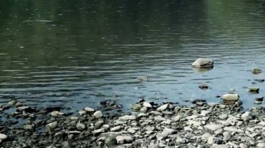 Nehrin dalgalı sularının kıyısı ve taşları yakınında.