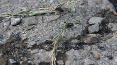 Kurbağa familyasından küçük bir kurbağa familyasının yolda kurbağa yavrusu sahnesinden sonra yakın plan çekimleri.