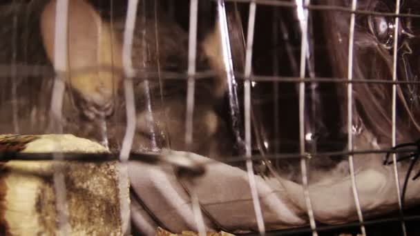 gros plan d'un chinchilla gris se nettoyant sur le sable