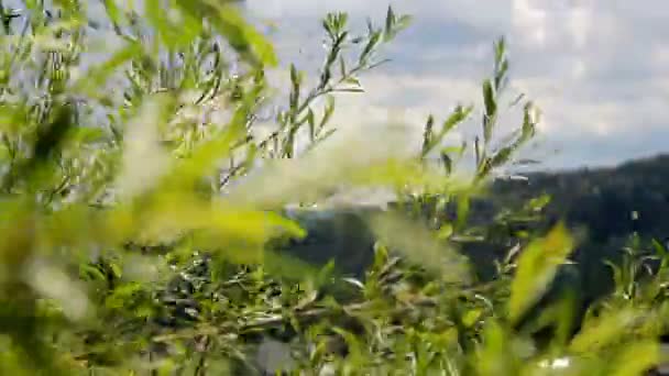 Větve Zelenými Vrbovými Listy Větru — Stock video
