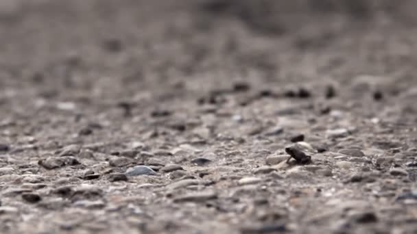 Close Small Amphibian Frog Family Tadpole Stage Road — Stock Video