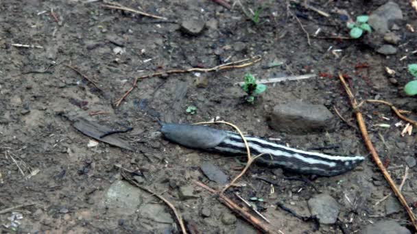 Nahaufnahme Einer Großen Streifenschnecke Die Auf Der Straße Klettert — Stockvideo