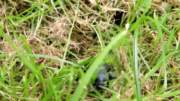 Close Big Black Beetle Grass Carpathian Forest — Stock Video