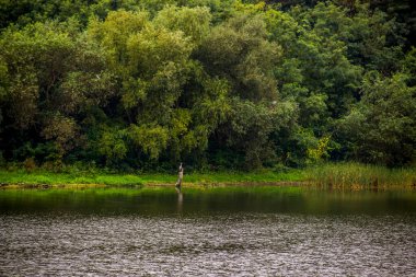 Bakota körfezi kıyısında (Dnistrovske rezervuarı) gri balıkçıllar (Ardea cinerea) sabahın erken saatlerinde, Dnister nehri, Podilski tovtry Ulusal Parkı, Batı Ukrayna 'nın Khmelnitskiy bölgesi