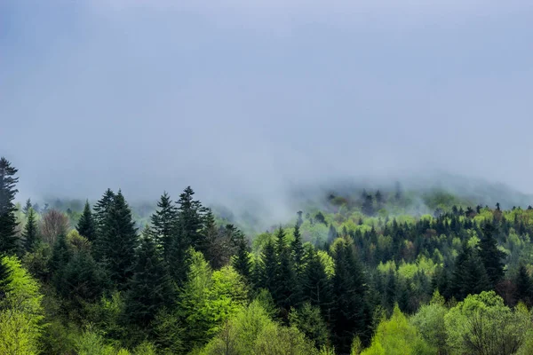 Uma Paisagem Floresta Manhã Nebulosa Montanhas Carpathian Parque Nacional Skolivski — Fotografia de Stock
