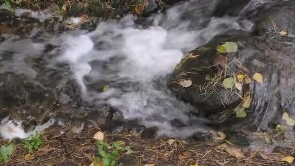 Transparent Stream Water Flows Rocks Cascades Water Falls Autumn Forest — Stock Video