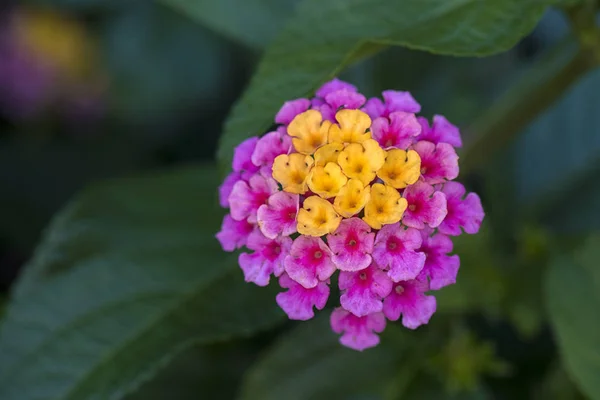 Teljes Virágzás Nyáron Lantana Virág — Stock Fotó