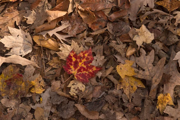 Fallen Leaves Signifying End Autumn Season — Stock Photo, Image
