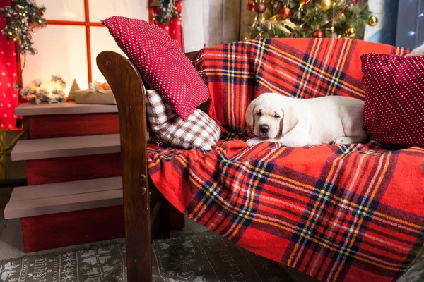 Cachorrinho Labrador em um estúdio de Natal — Fotografia de Stock