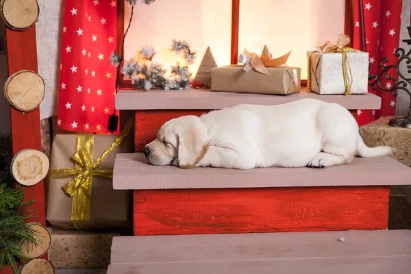 Cachorrinho Labrador em um estúdio de Natal — Fotografia de Stock