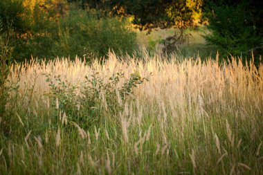 Otlar ve akşam kulaklarında