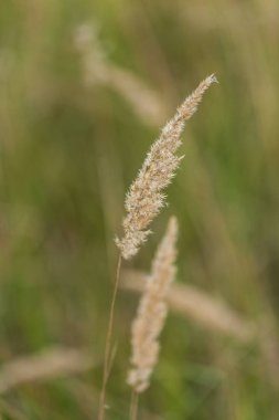 Otlar ve akşam kulaklarında